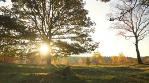 ТЕЩА ЗЯТЬ - СОБЛАЗНИЛА l РАССКАЖУ ТЕБЕ. ЛЮБОВНЫЕ ИСТОРИИ.