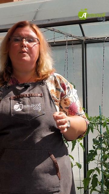 Почему не завязываются помидоры #антоновсад #выращива смотреть онлайн