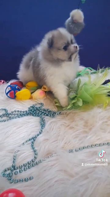 Мишка шпиц🔥😍