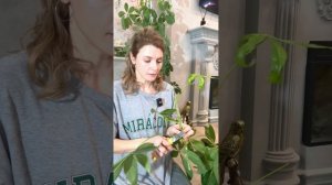 Пересадка и обрезка Пахиры! В гостях у свекрови!