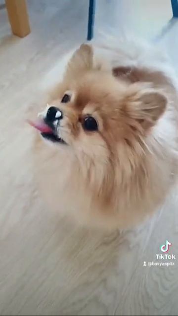 У Баси есть своя Сметана!