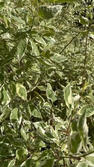 Природа #ryndinschannel #варярындина #природа #эстетика #раст? смотреть онлайн