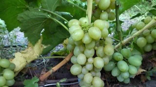 Гф Мускат Медовый селекции Опрышко Н. В с потрясающим ? смотреть онлайн