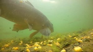 Когда жор карпа осенью?  Как ловить карпа осенью?