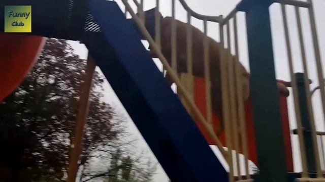 Смешные собаки и кошки. Приколы с собаками и кошками смотреть онлайн