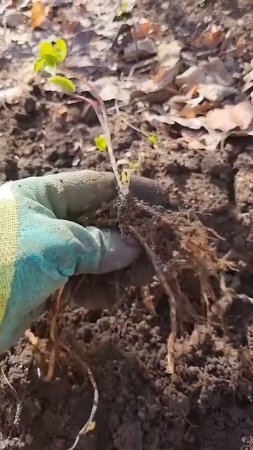 Как избавиться от пырея сныти и вьюнка! #дача #газон #ог смотреть онлайн