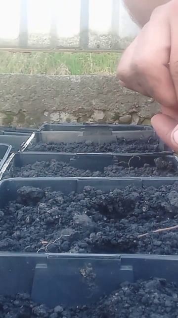 процес посадки насіння огірків на 1.5-2 см в глибину лун? смотреть онлайн