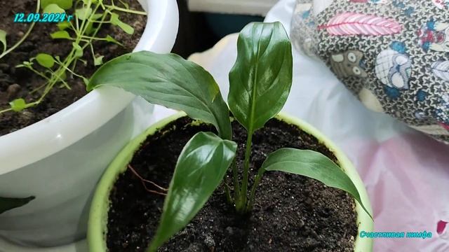 Моя оранжерея🤗🧚♀️Обзор цветов на балконе🥰Комна смотреть онлайн