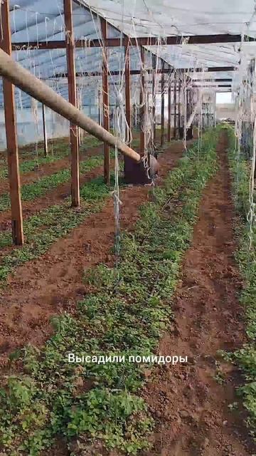 Посадка помидоров в теплицу, борьба с травой,пушим зем смотреть онлайн