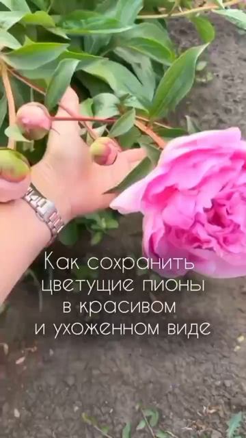 Хотите сохранить пионы пышными и аккуратными весь сезон? смотреть онлайн