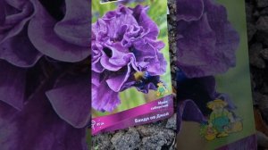 Ирис сибирский. Посадка, Агротехника.           #garden #flowers #и