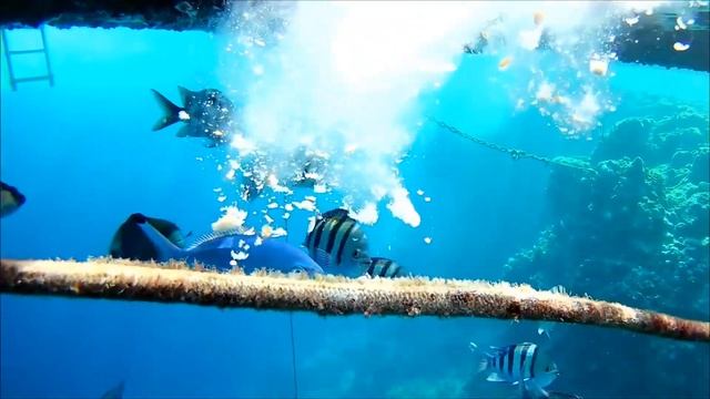 Sharm El Sheikh, Queen Sharm Resort, подводный мир рифа смотреть онлайн
