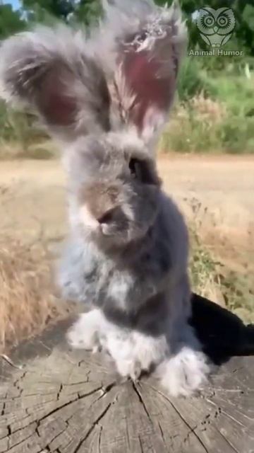 Самый милый кролик в мире.