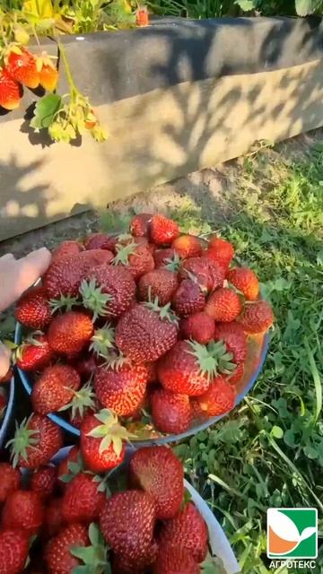 Укрывной материал для клубники смотреть онлайн