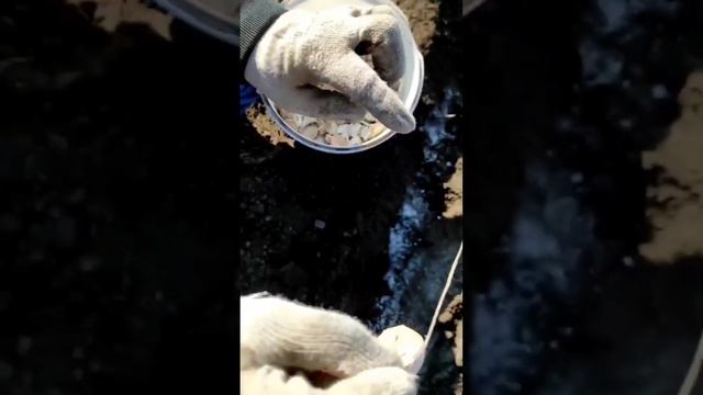 Особенности посадки чеснока на зиму 🤔 смотреть онлайн