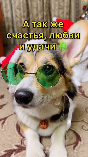 СМЕШНЫЕ ЖИВОТНЫЕ | И СНОВА НОВЫЙ ГОД 🎄 смотреть онлайн