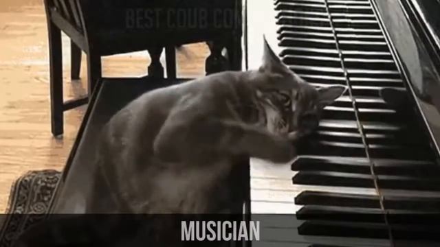 BEST COUB compilation Лучшее видео дня #11 смотреть онлайн