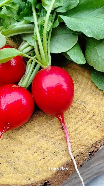 Редис Селеста #сад # вкусно #огород #красота #овощи #еда смотреть онлайн