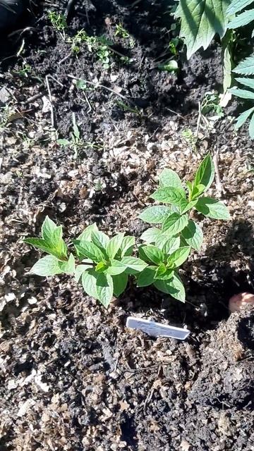 Подкормка гортензии яблоками#shorts смотреть онлайн