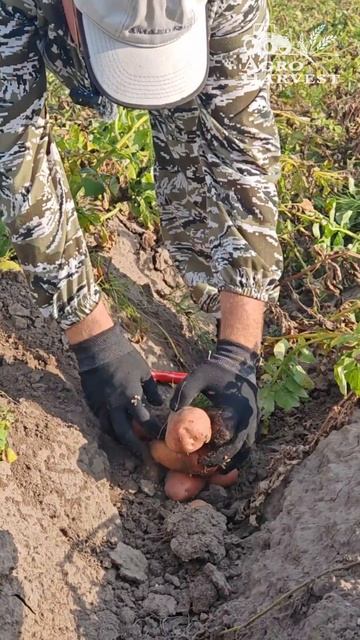 Обзор Сорт РОДРИГО - Семенной картофель АгроХарвест смотреть онлайн