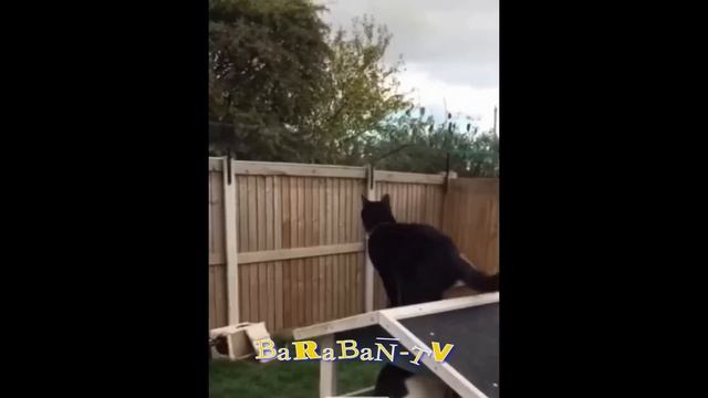 😺 Проснись, потомок обезьяны! 🐈 Видео смешных котов и котят для хорошего настроения! 😻 смотреть онлайн