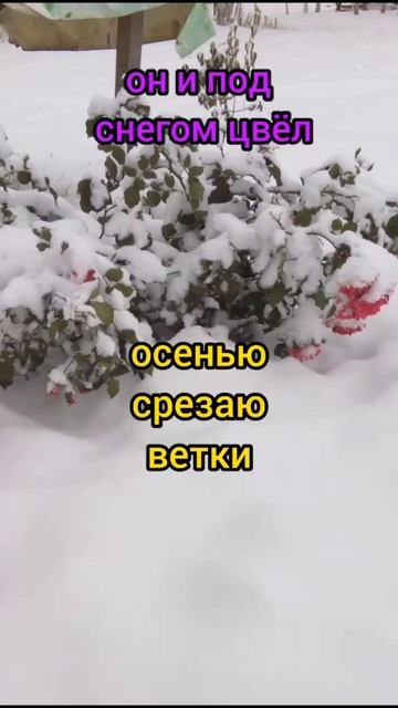 Розы на участке смотреть онлайн