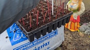 Как укоренить черенки голубики. Как хранить черенки.