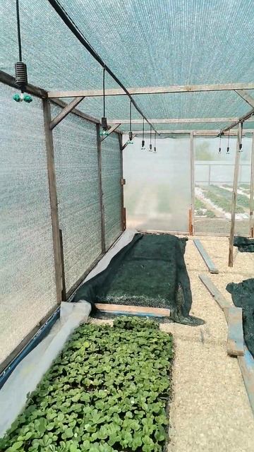 66-2024 Самара. Работа в рассаднике для выращивания сажен смотреть онлайн