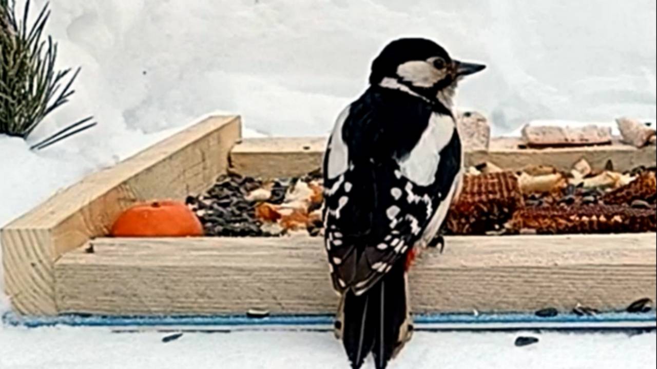 Птицы на кормушке (13.02.2025 года) смотреть онлайн