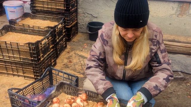 Высадка луковицы тюльпанов к 8 марта.Выгонка тюльпано смотреть онлайн