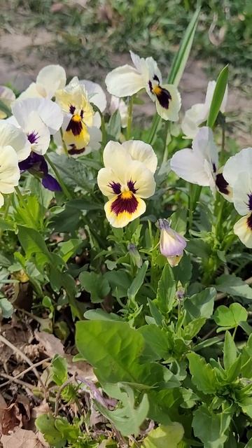 анютины глазки смотреть онлайн