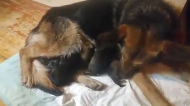 Бьянка и дети смотреть онлайн