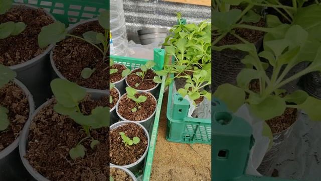 Март рассада в теплице смотреть онлайн