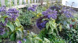 Выращивание и уход гелиотропа на Урале