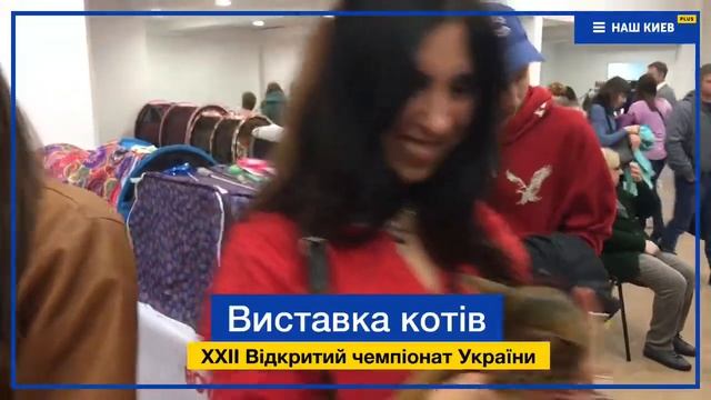 500 баксов за счастье: самый мимимишный выпуск Наш Киев с выставки котов