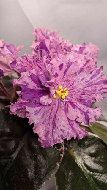 фиалка ЛЕ-Оля смотреть онлайн