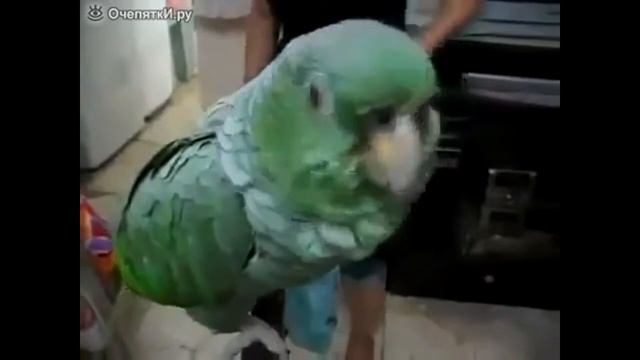 САМЫЕ ВЕСЁЛЫЕ ПРИКОЛЫ ИНТЕРНЕТА смотреть онлайн