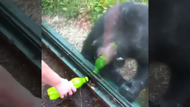 Данил Алипов-приколы с животными🐶🐱🐭🐹🐰🐓 смотреть онлайн