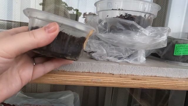 Кот погрыз перчик. Обзор рассады на 13 марта! смотреть онлайн