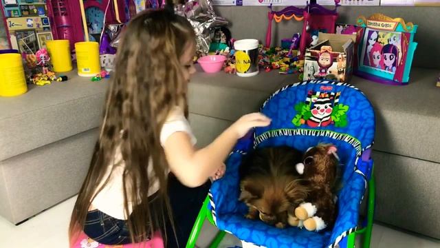 Шпиц Играет В Карты Ева БонБон и шпиц Булька купили собаку подарили шпица