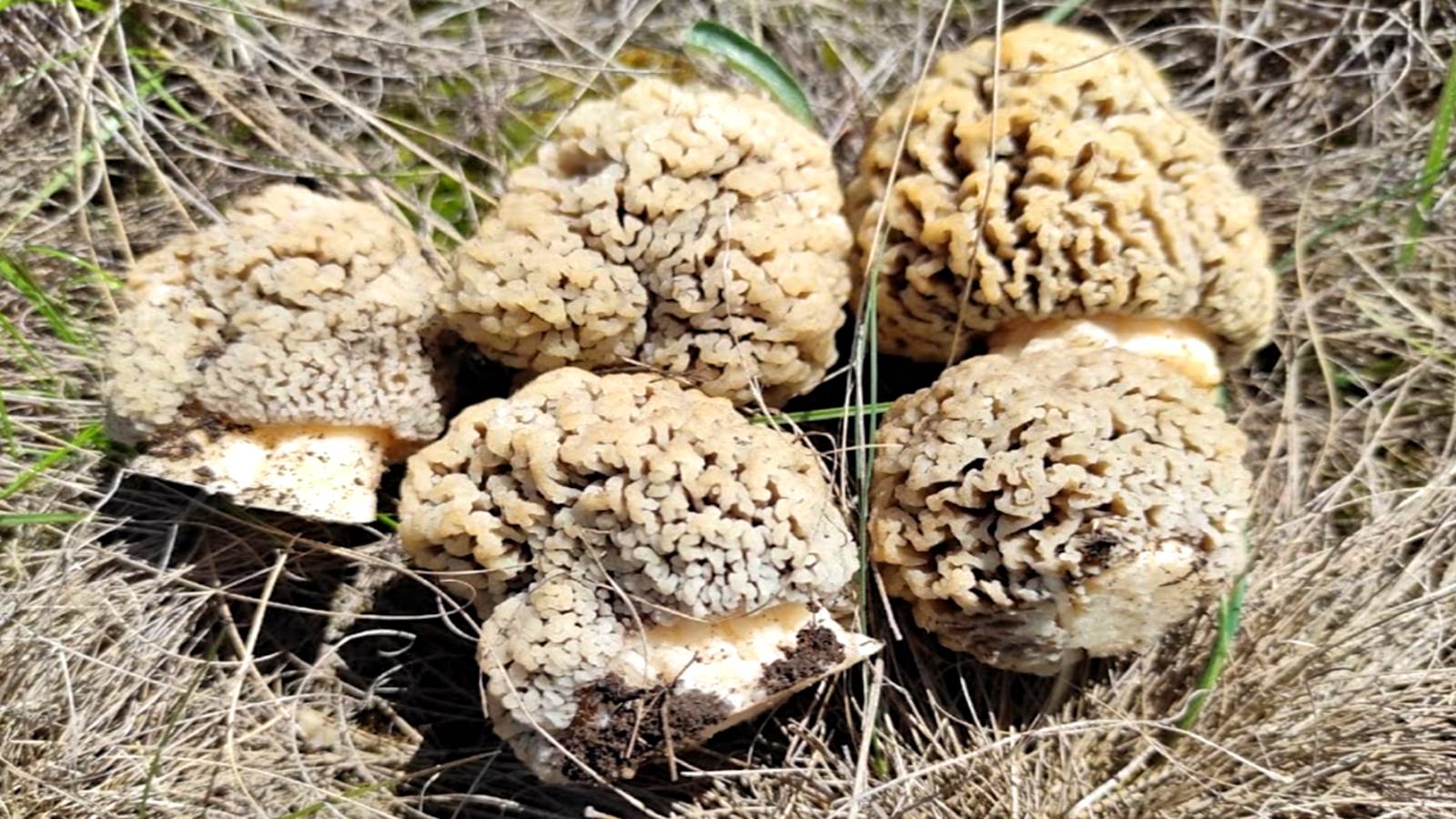 ОГРОМНЫЕ СТЕПНЫЕ СМОРЧКИ! Нашёл Грибы Синеножки под деревом. Сбор грибов 2025. Грибалка смотреть онлайн