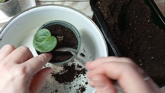 🌸 СЕКРЕТЫ успешной пересадки деток цикламенов 🌸 Час смотреть онлайн