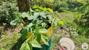 Огурцы в бочке, выращивание огурцов в старой железной