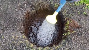 ПОСАДКА МЕТЕЛЬЧАТОЙ ГОРТЕНЗИИ