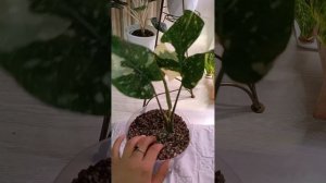 Монстера Тайское Созвездие идеальный грунт