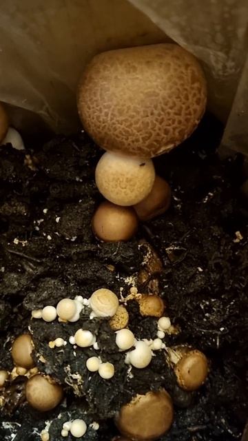 ГРИБЫ выращиваем ДОМА!🍄#грибы #шампиньоны #выращиват? смотреть онлайн