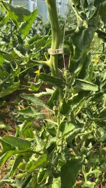 #сад #дача #дом #огород #кухня смотреть онлайн