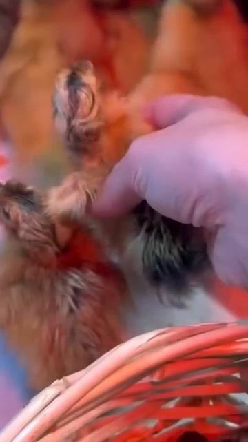 Наш типичный день на Кубани #garden #gardenlife #огород #дача #о? смотреть онлайн