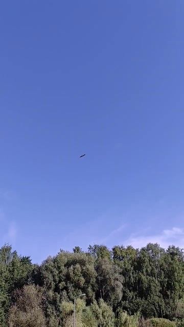 Канюк над прудами в Покровском-Стрешнево