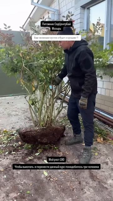 Кустик голубики больше 2м.Мозырь. СадЦентрБай #мозырь # смотреть онлайн